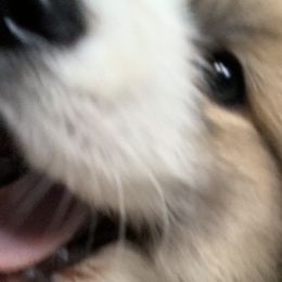 Pembroke Welsh Corgis from Her Royal Corgi