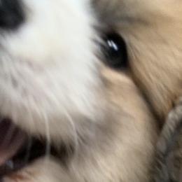 Pembroke Welsh Corgis from Her Royal Corgi