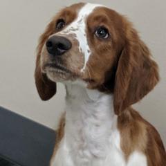 Welsh Springer Spaniel Puppies from Juniper Welsh Springer Spaniels