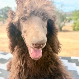 Georgette - Cafe au lait female Poodle puppy in Meadowbrook, California from Standard Poodle Pups