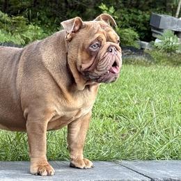 Bulldogs from Bows and Wrinkles Bulldogs