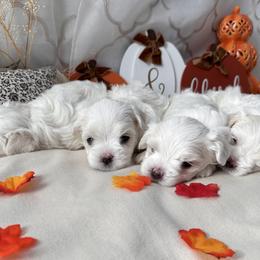 Maltese puppies from MiaMiaMaltese Colorado
