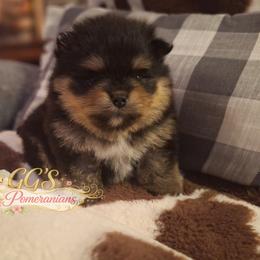 Wisdom now Wicket - Black and tan female Pomeranian puppy in Oologah, Oklahoma from GG's Pomeranians