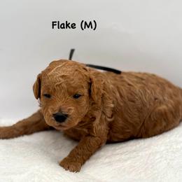 Flake (M) - Red  male Goldendoodle puppy in Lewisville, Texas from Zink Doodles