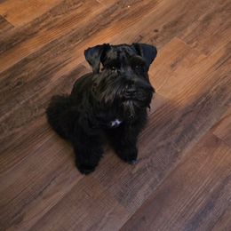 Kuro - Miniature Schnauzer