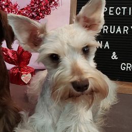 Miniature Schnauzers from Raisin' the Woof Schnauzers