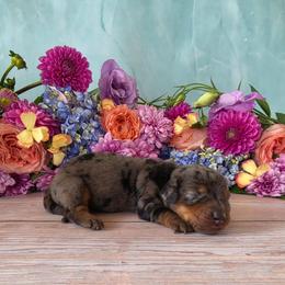Trudi - Dapple female Dachshund puppy in Florence, Arizona from Doxie Town Az