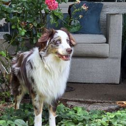 Bob - Miniature American Shepherd