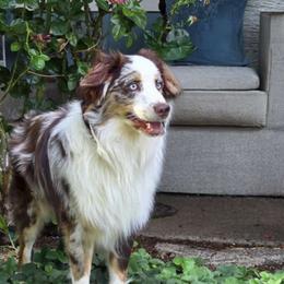 Bob - Miniature American Shepherd
