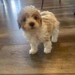 Rafael - White male Cavapoo puppy in Spanish Fork, Utah from Hamann's Cavapoo Puppies