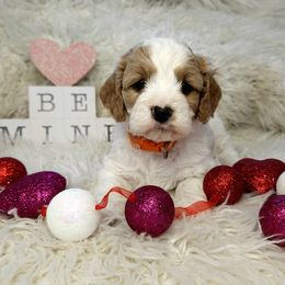 Cavapoo, Goldendoodle, and Labradoodle Puppies from Curls and Camo Pups