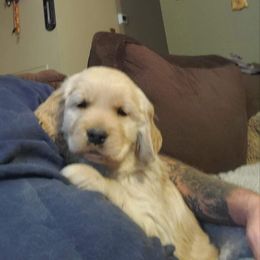 Golden Retriever Puppies from Double Down Retrievers