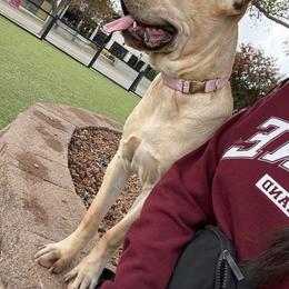 Peaches - Cane Corso