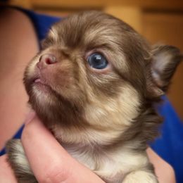 Bacon - Chocolate and tan male Chihuahua puppy in Michigan from Fanciful Thrills Kennel