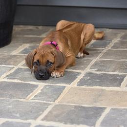 Dolly - Rd whtn blk nose female Rhodesian Ridgeback puppy in Gaffney, South Carolina from Circle D Farms