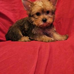 Yorkshire Terrier Puppies from Monique Davila