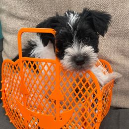 Cooper - Parti male Miniature Schnauzer puppy in Palestine, Texas from Miniature Schnauzer Puppies of Palestine Tx