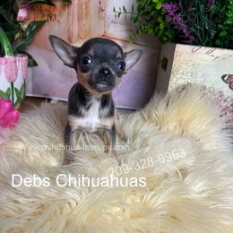 Runt BlueBIRD 3000 - Blue and tan male Chihuahua puppy in Manteca, California from Deb's Chihuahuas California