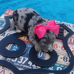 Maggie Magenta - Blue merle female Bernedoodle puppy in Delphos, Ohio from Route 66 Poodles & Doodles, Sapphire Shih-tzu's of Ohio