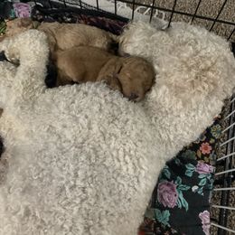 Goldendoodle Puppies from Puppy Paws