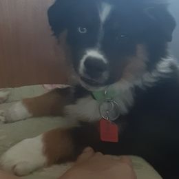 Miniature American Shepherds from American Outlaw Mini Aussie Breeder