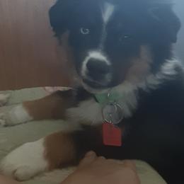 Miniature American Shepherds from American Outlaw Mini Aussie Breeder