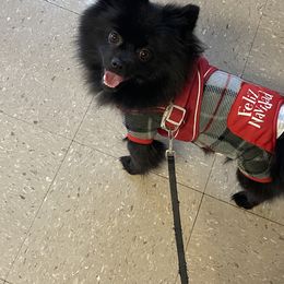 Pomeranian Puppies from Krazzy Pommys