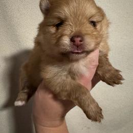 Snickers - Beaver male Pomeranian puppy in Corydon, Indiana from Kortes Pomeranians