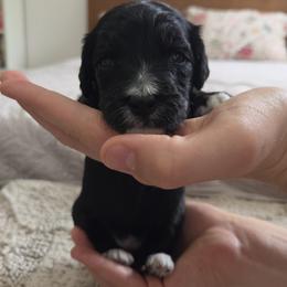 Mouse - Black and white female Bernedoodle puppy in Seffner, Florida from TOP NOTCH PUPS- BERNEDOODLE BREEDER