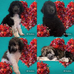 Poodle Puppies from Paddock's Purebred Poodles