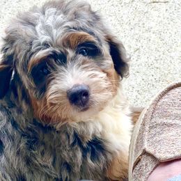 Aussiedoodle and Bernedoodle Puppies from LolliPop Farms