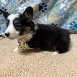 Tri fluffy - Black and tan male American Corgi puppy in Carthage, Texas from Rafter C Ranch Doxies