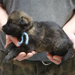 Yadahs Blue boy - Sable male German Shepherd puppy in Lake George, Colorado from High Country German Shepherds