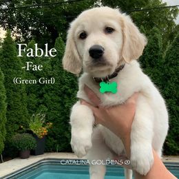 Golden Retriever Puppies from Catalina Goldens European Pedigree Companions®
