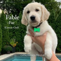 Golden Retriever Puppies from Catalina Goldens European Pedigree Companions®