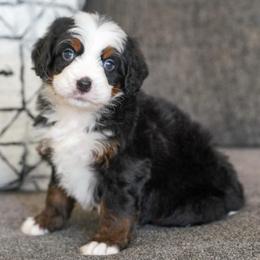 Fred - Tri-color male Bernedoodle puppy in Dundee, Ohio from Down Home Doodle
