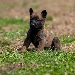N-Yellow Female - Yellow female Dutch Shepherd puppy in Alum Creek, West Virginia from Stay Wild K9