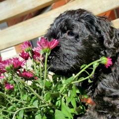 Double Doodle and Poodle Puppies from Perfect Poodles and Doodles LLC