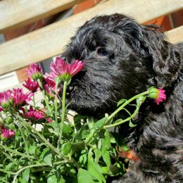 Double Doodle and Poodle Puppies from Perfect Poodles and Doodles LLC