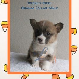 Orange Male - Sable male Pembroke Welsh Corgi puppy in Wayne City, Illinois from Lash Livestock & Corgis