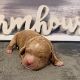 Boy 2 - Red male Cavapoo puppy in Bradenton, Florida from Christianna’s Mini Goldendoodles
