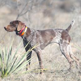 German Shorthaired Pointer and Vizsla All Grown Up from Big Country Kennels