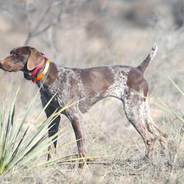 German Shorthaired Pointer and Vizsla All Grown Up from Big Country Kennels