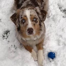 Australian Shepherd All Grown Up from Delaney's Australian Shepherds