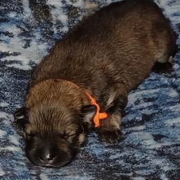 Orange Collar - Red female Eurasier puppy in Lakewood, Ohio from Exquisite Eurasier