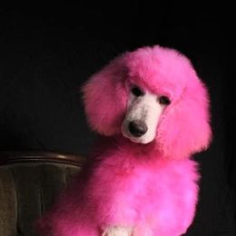 Poodles from Kayte & Grayce Standard Poodles