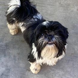 Mercedes - Shih Tzu