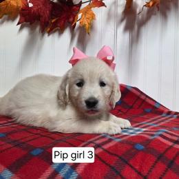 Pip Girl 3 - Light golden female Golden Retriever puppy in Niles, Michigan from Family Raised Goldens