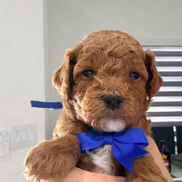 Toffee - Red  male Goldendoodle puppy in Miami, Florida from Haus of Pawz