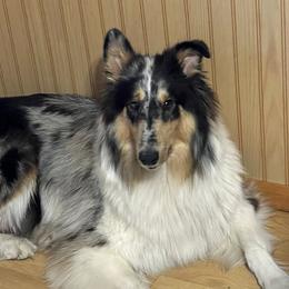 Collies from Stacey's Collies